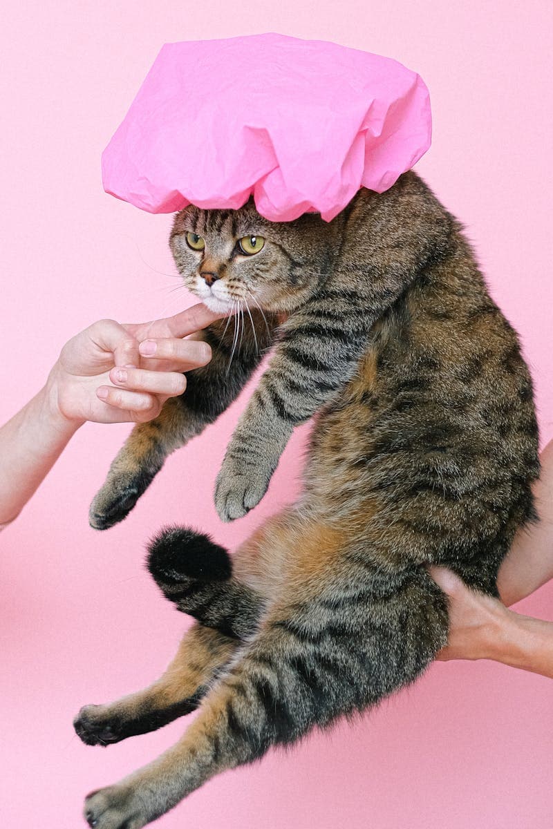 Котик в шапочке для душа
