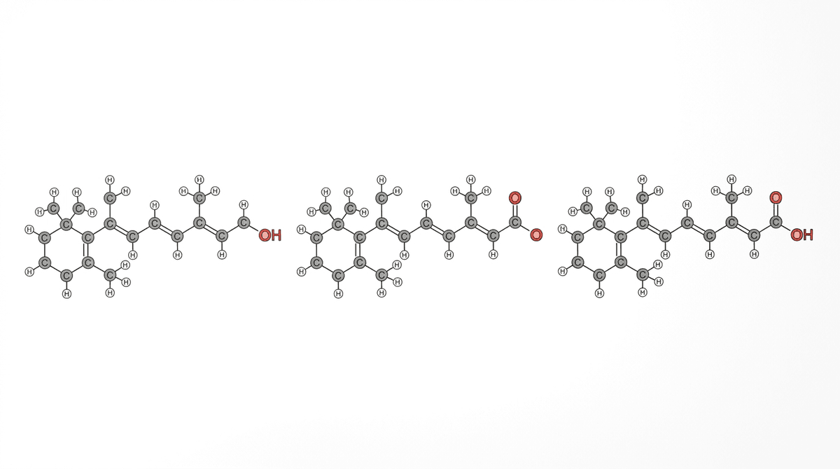 Clean scientific illustration of retinol oxidation pathway showing molecular structures: retinol → retinaldehyde → retinoic acid, white background, minimal style, chemistry diagram aesthetic