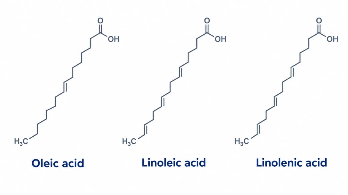 Molecular structures of oleic, linoleic and linolenic acid, clean infographic